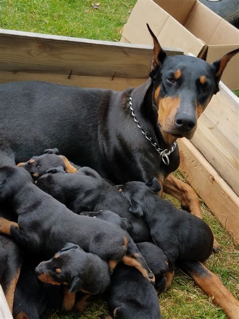 Dobermans are highly intelligent and have always worked closely with humans, including military and police work. . Doberman puppies for sale michigan